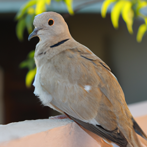 Innocence of the heavenly Dove