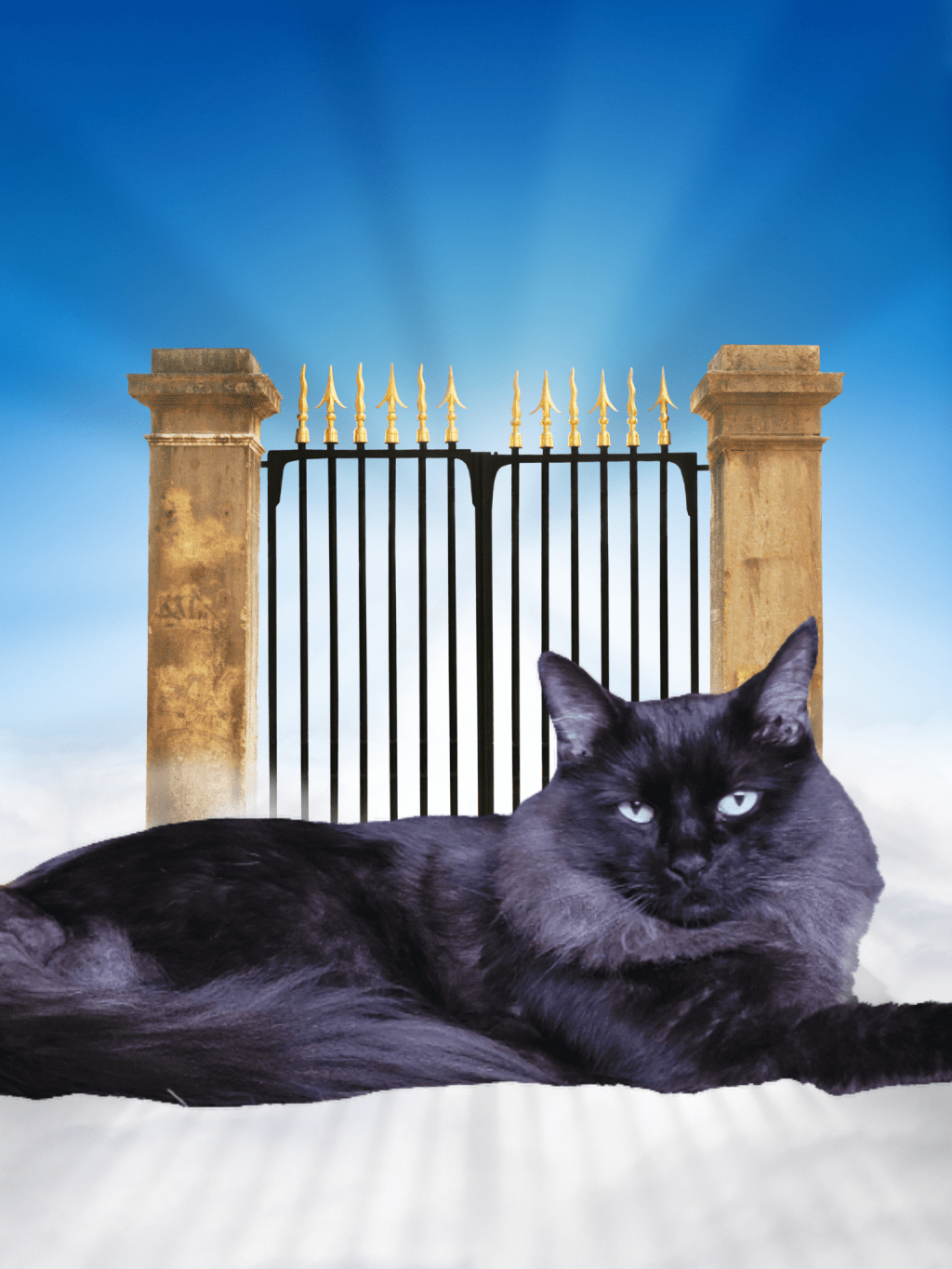 Gone in the Night: **personal*** The Tragic Tale of Our Cat&nbsp;Smudge