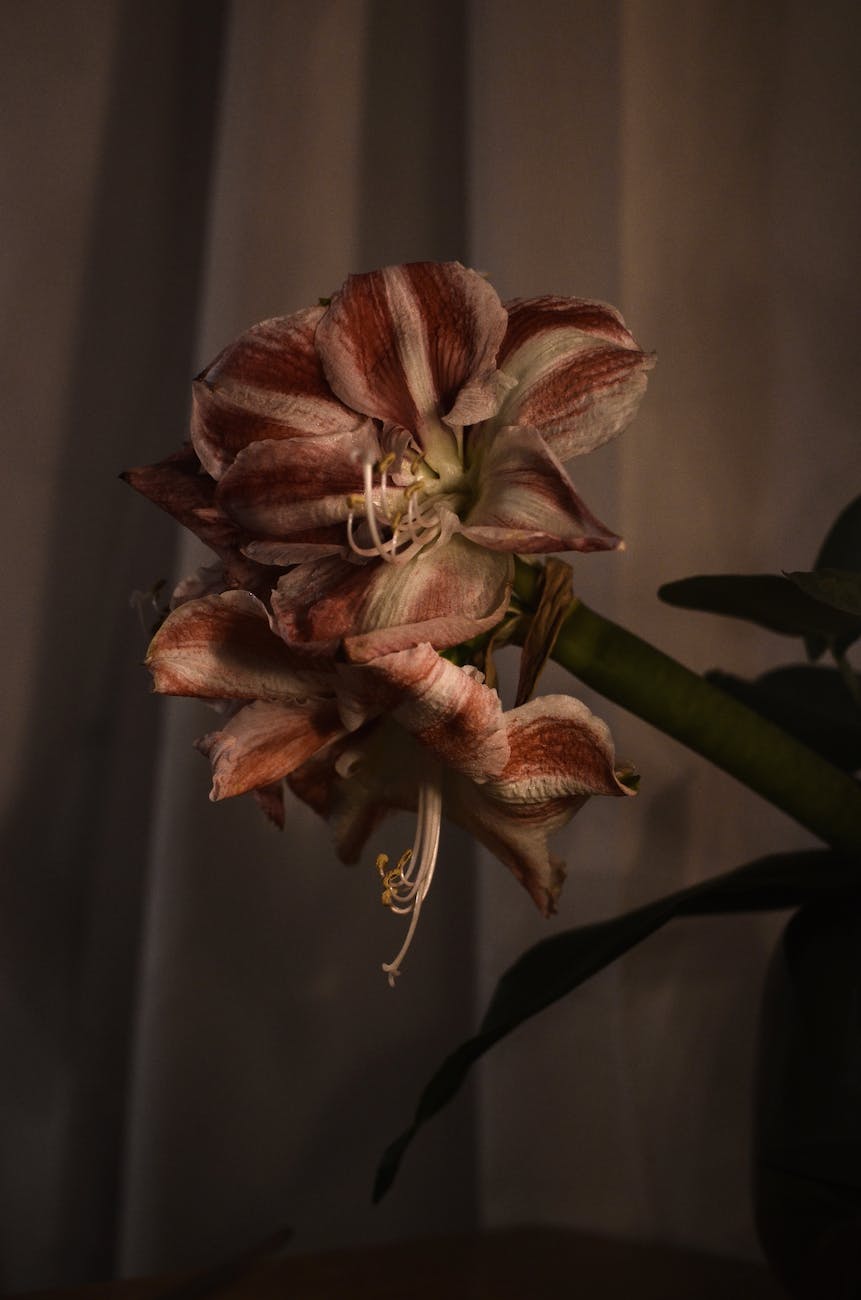 delicate flower in dark room