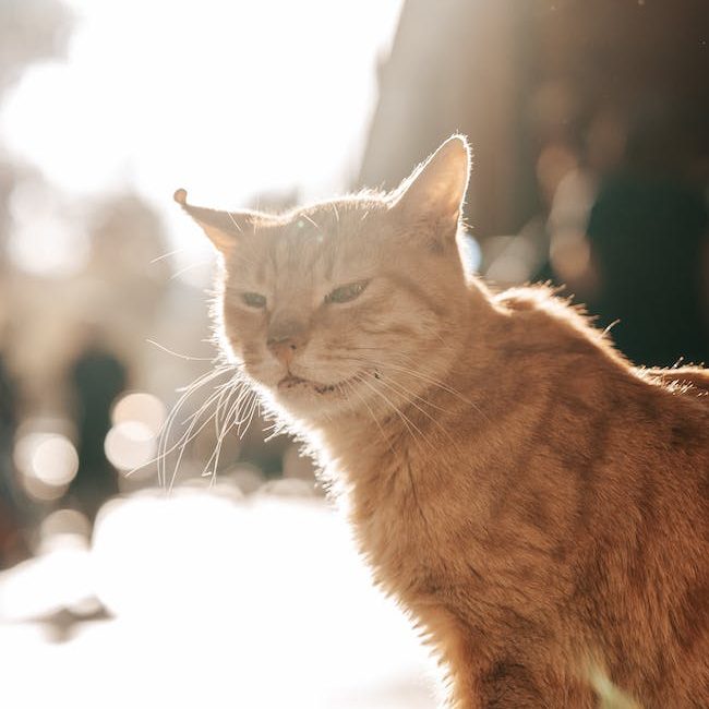funny cat on the street