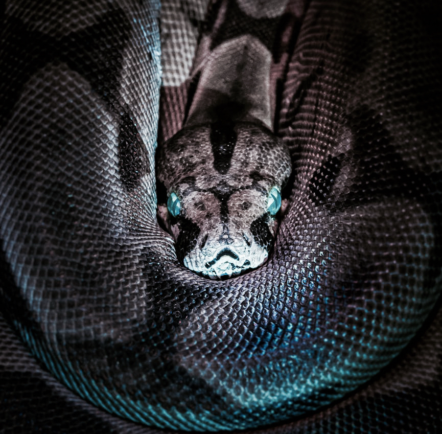 THE SERPENT —BLESSING OR&nbsp;CURSE?